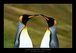 Jižní Georgia - tučňáci