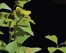Tryptych_uprav